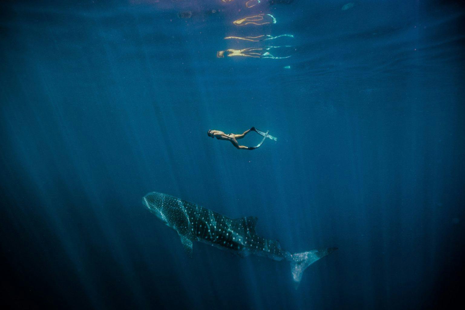 Whale Shark Diving, Ningaloo Reef