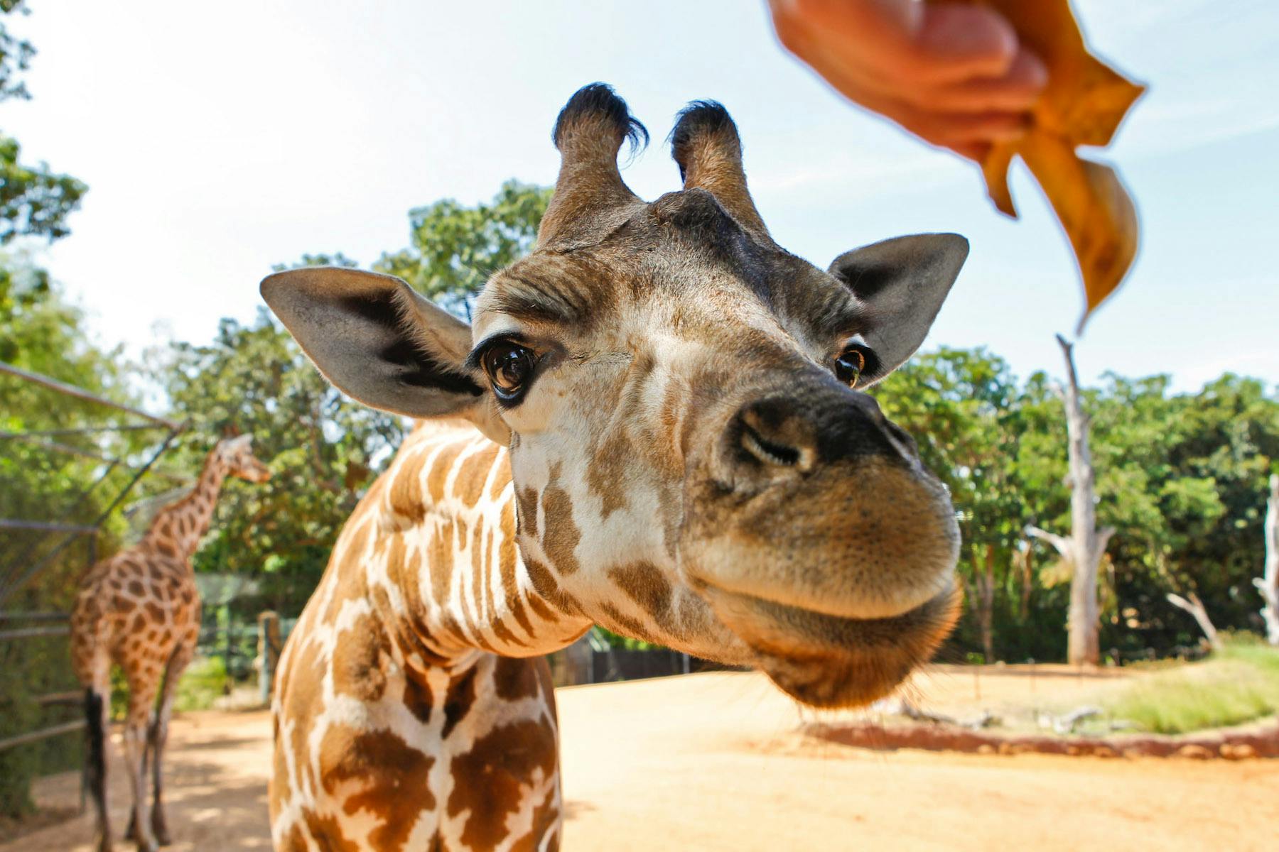 Perth Zoo's giraffe Inkosi to travel to Adelaide today