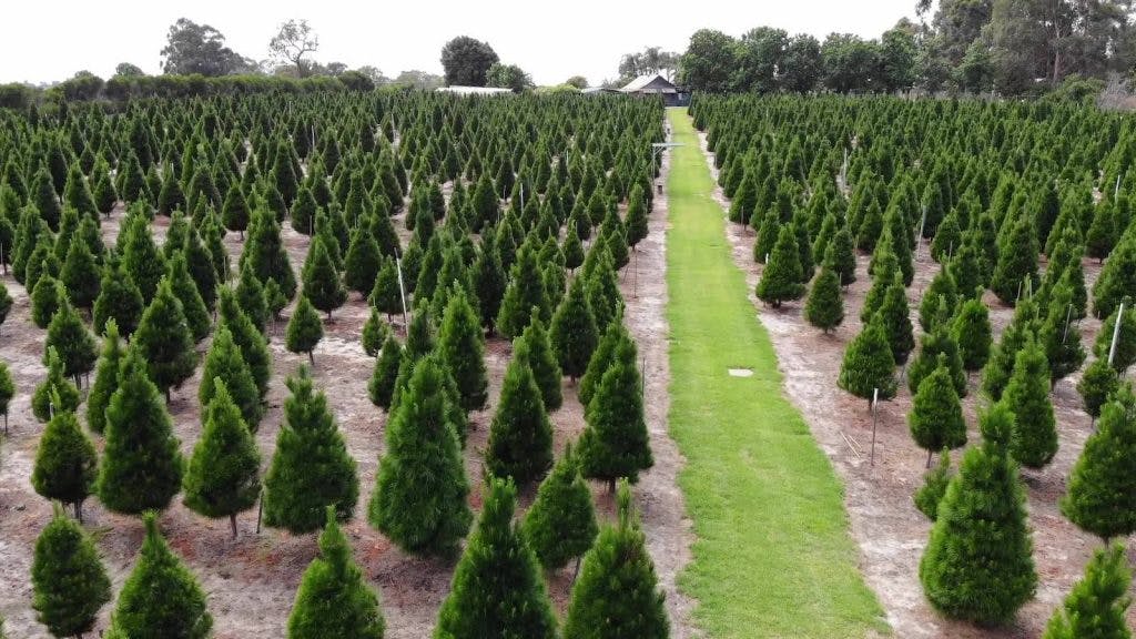 Real Christmas Trees Perth Wanneroo