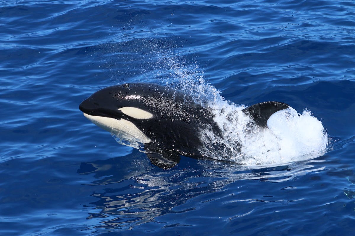 Bremer Bay Naturaliste Charters Orcas Killer Whales