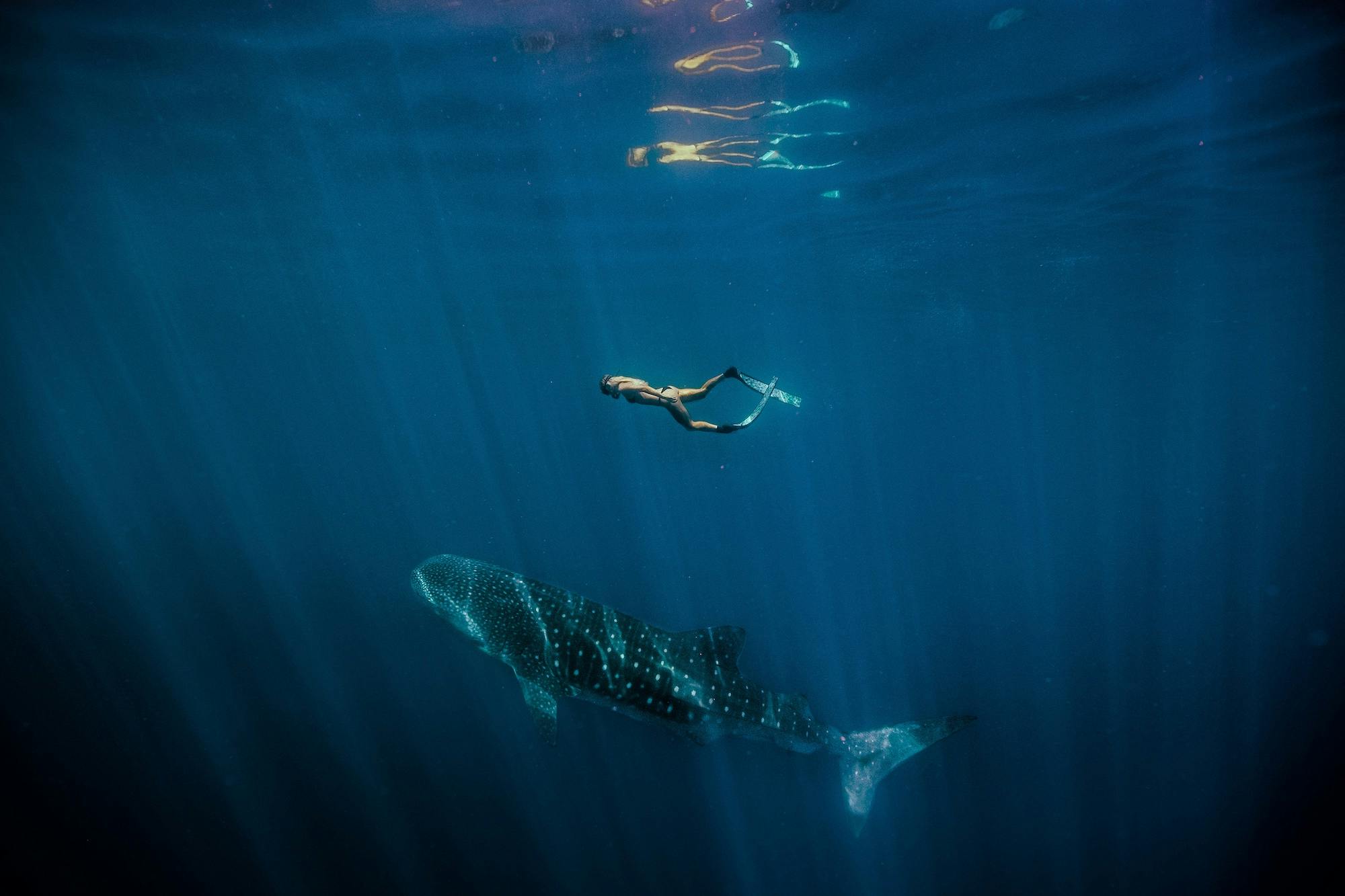 Whale Shark Season, Ningaloo Reef