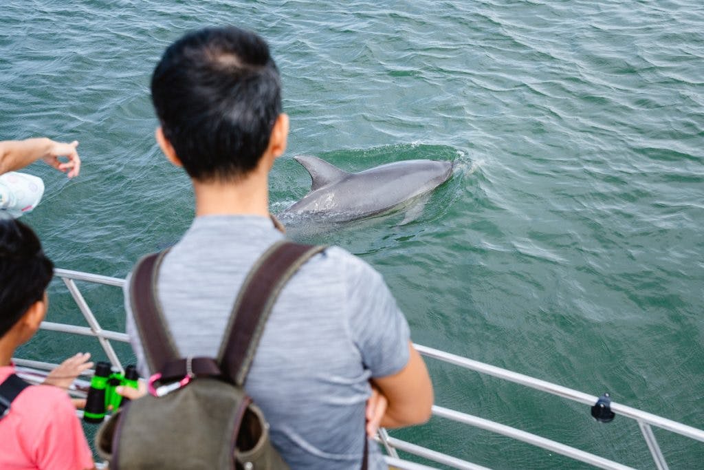 Dolphin watching Mandurah