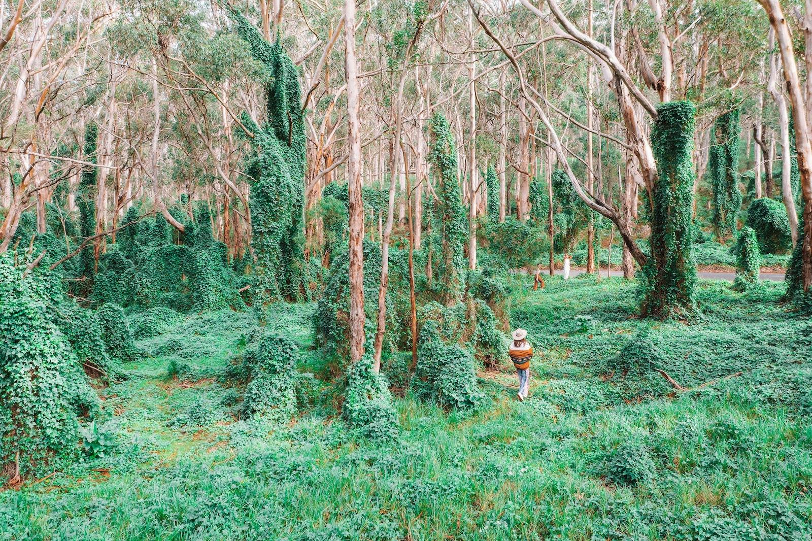 Boranup Forest