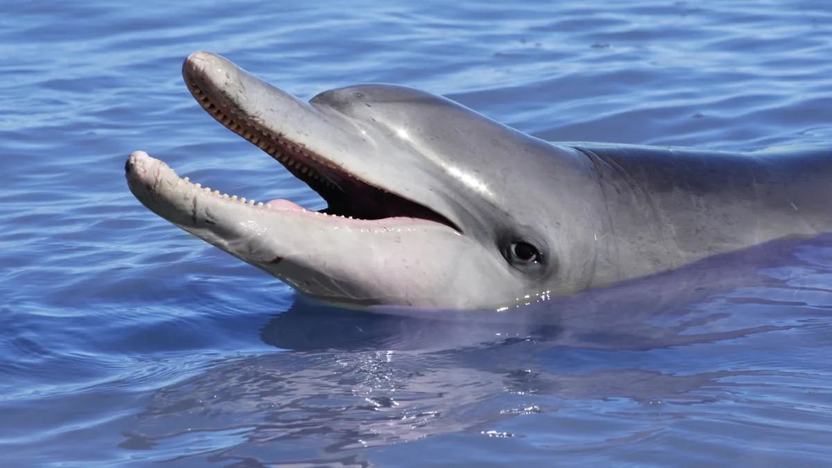 Dolphins: Is our love too deep
