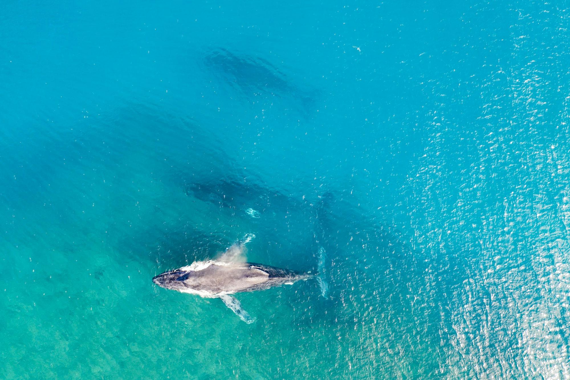 Humpback Whale Season WA North West
