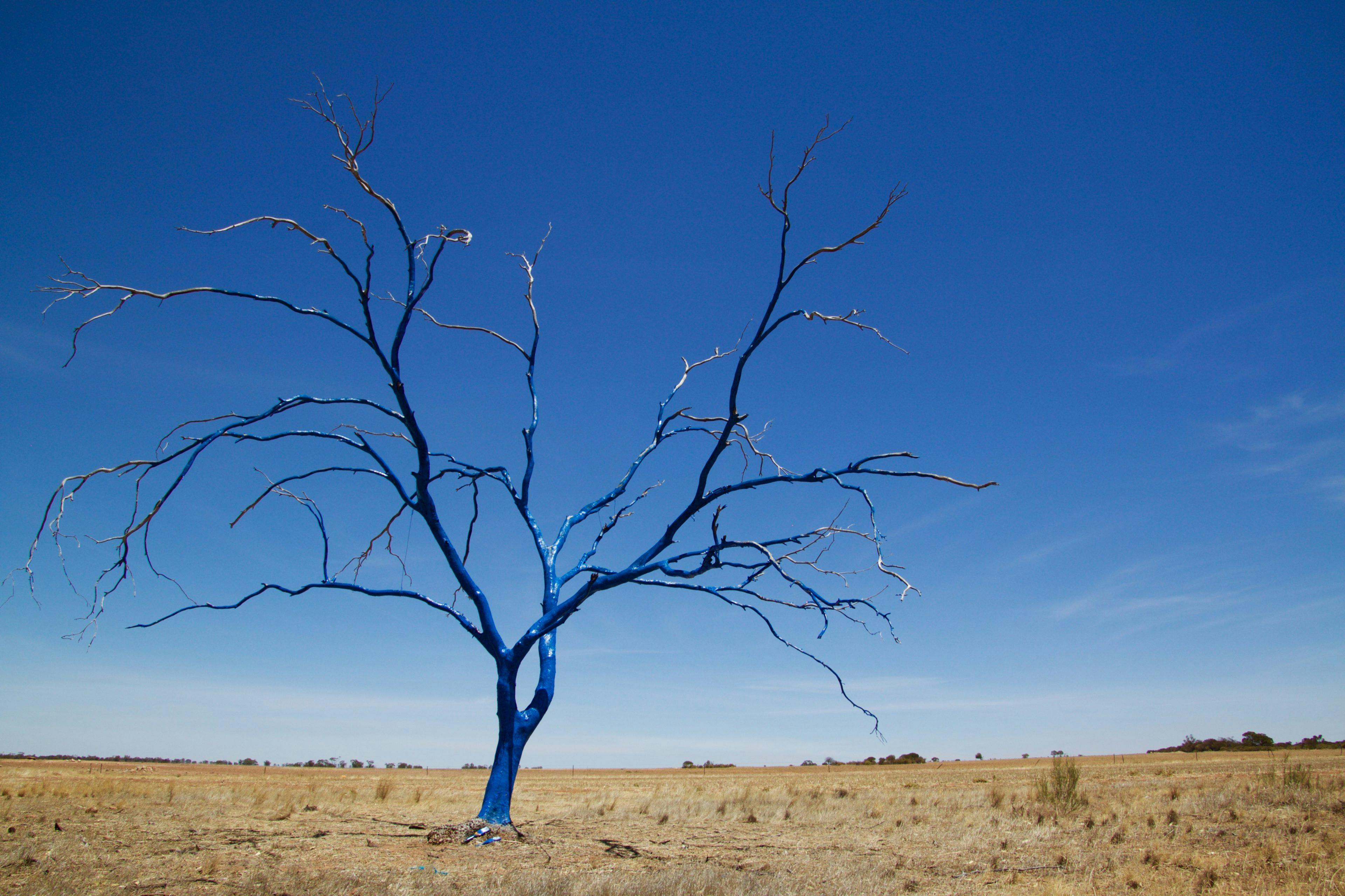 Blue Tree Project Australia