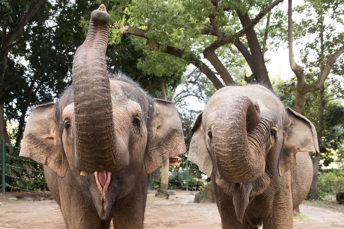 Perth Zoo Elephants