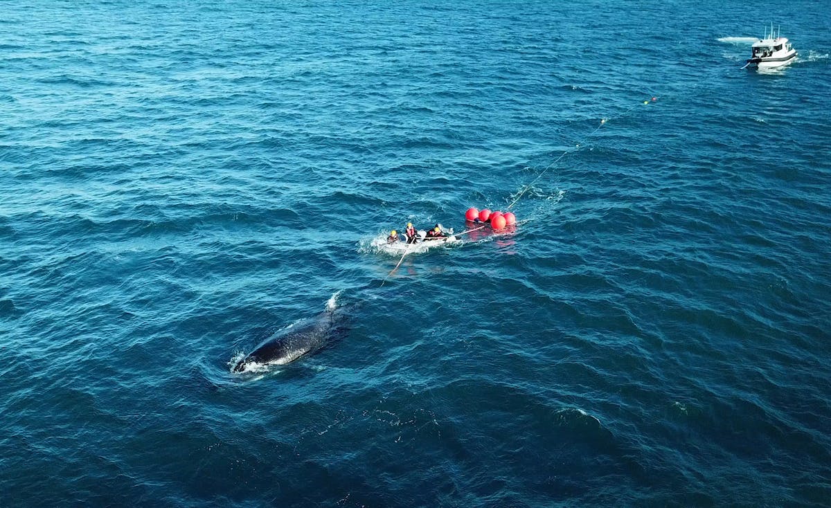 humpback whale entanglement