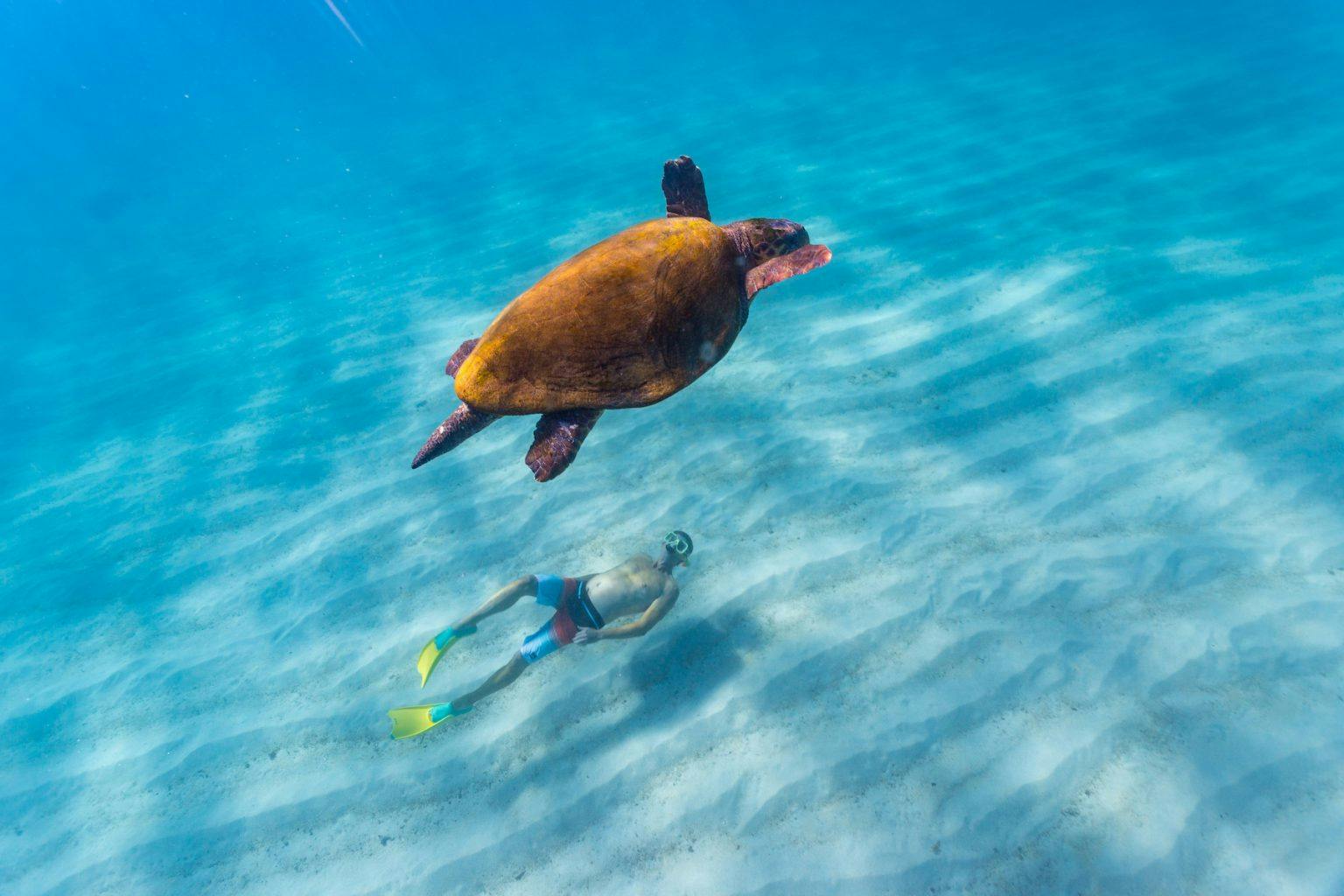 Australia's Coral Coast Turtle Breeding Season Ningaloo Shark Bay