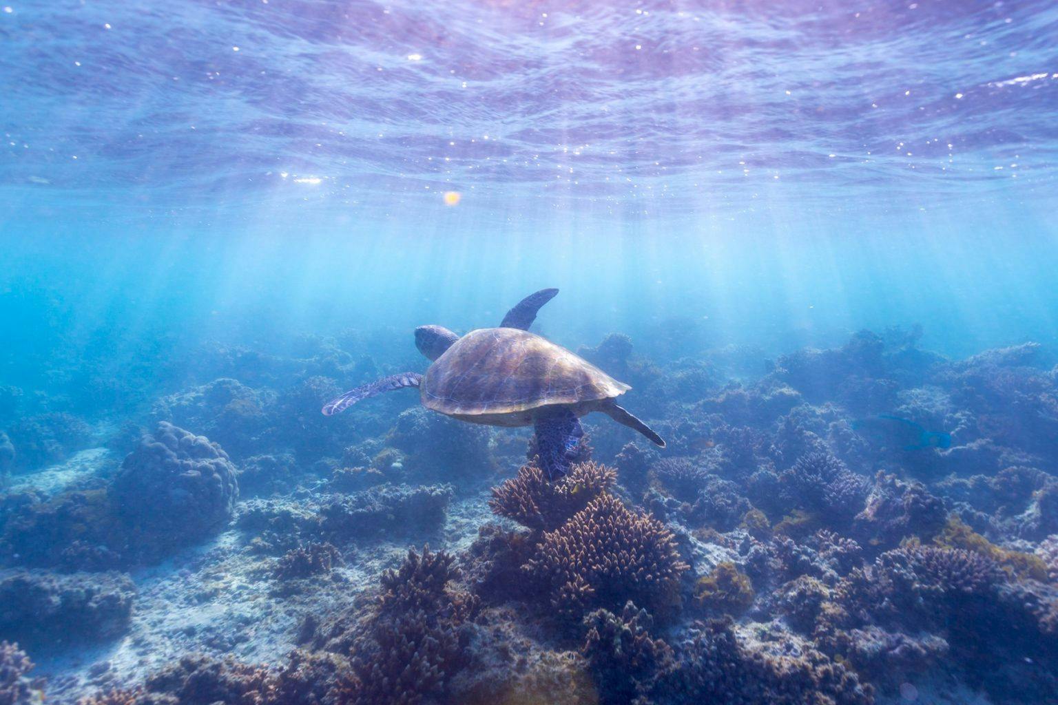 Australia's Coral Coast Turtle Breeding Season Ningaloo Shark Bay