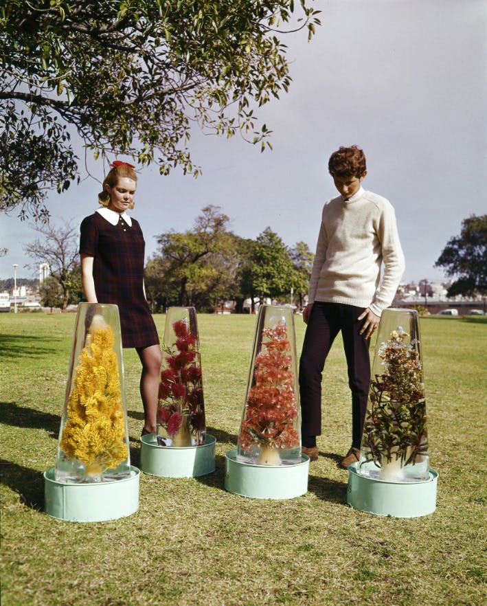 Western Australia Vintage Wildflowers