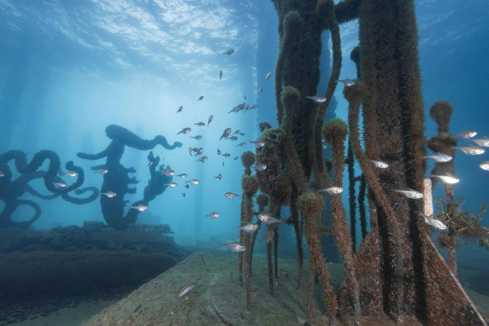 Busselton Jetty Underwater Sculptures