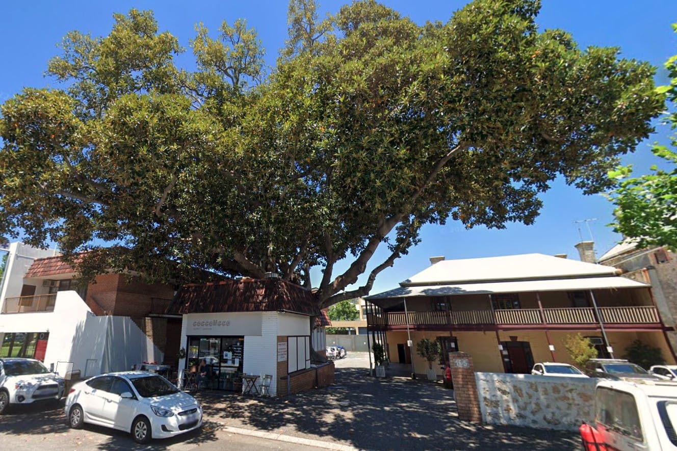 Moreton Bay fig tree High Street Fremantle