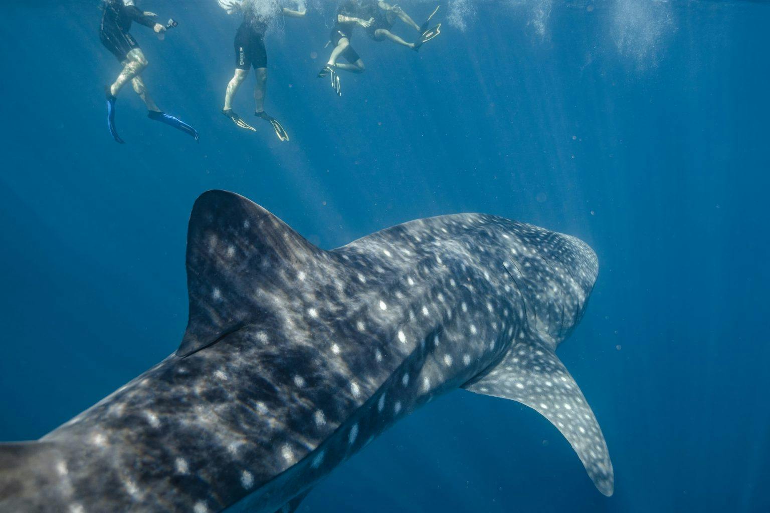 Whale Shark Season NIngaloo Reef