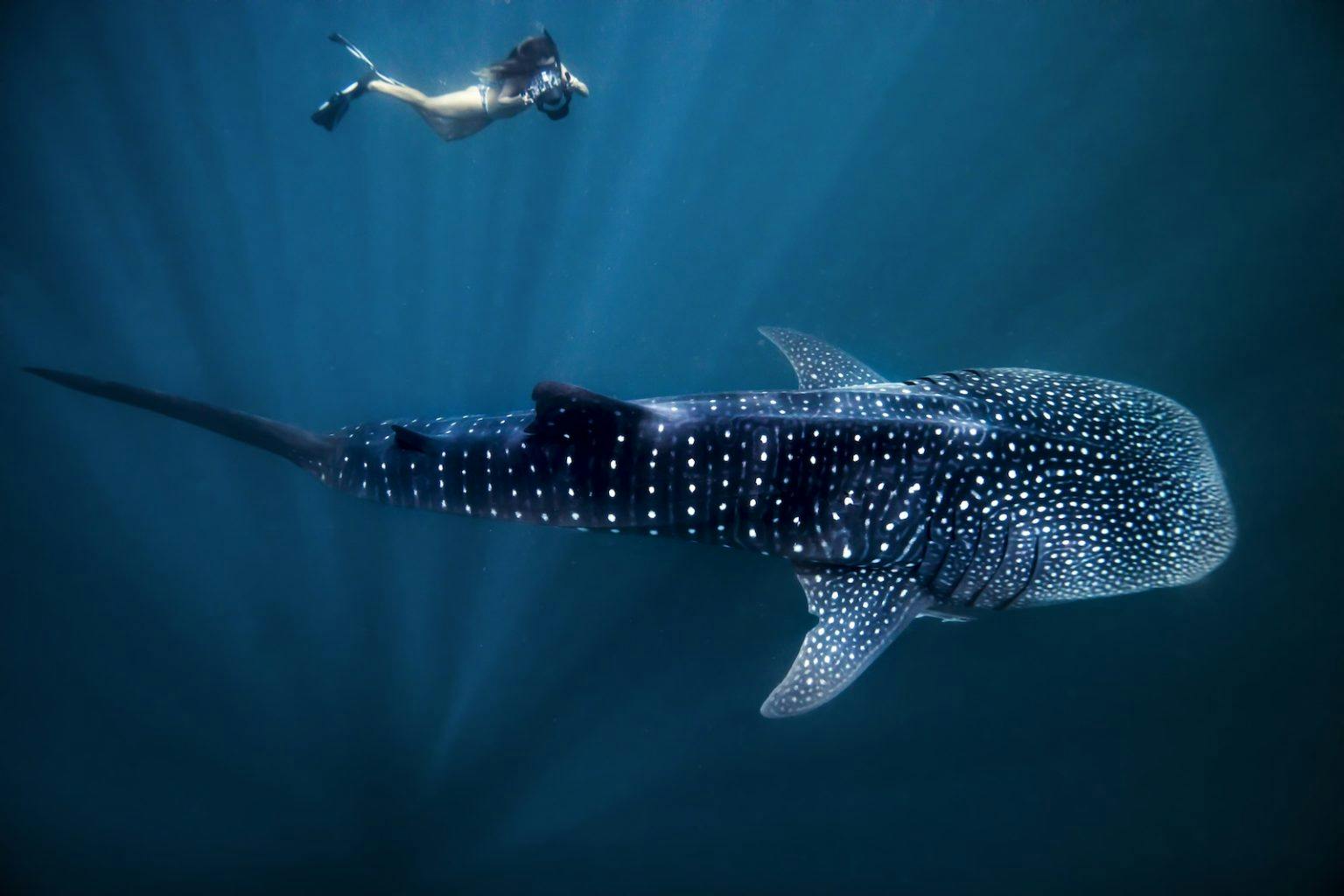 Whale Shark Season NIngaloo Reef