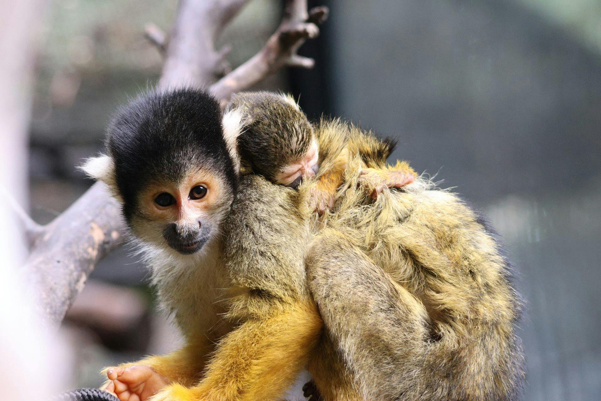 Perth Zoo Baby Boom Bolivian Spider Monkey