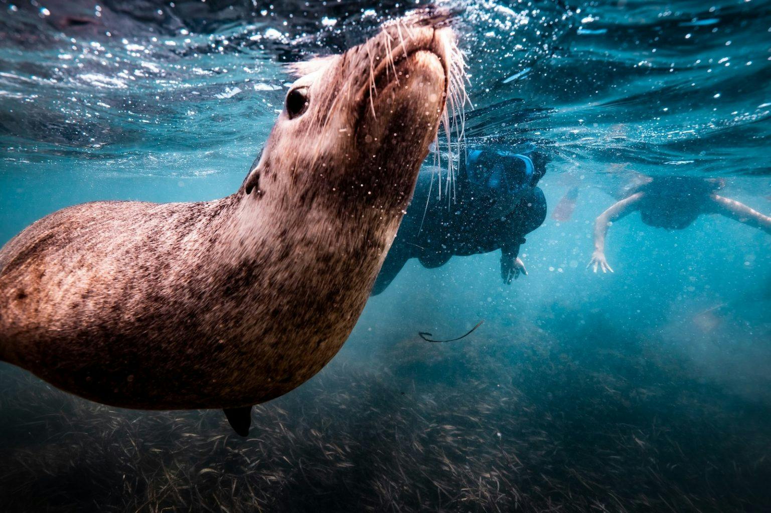 Seal Experiences Rockingham