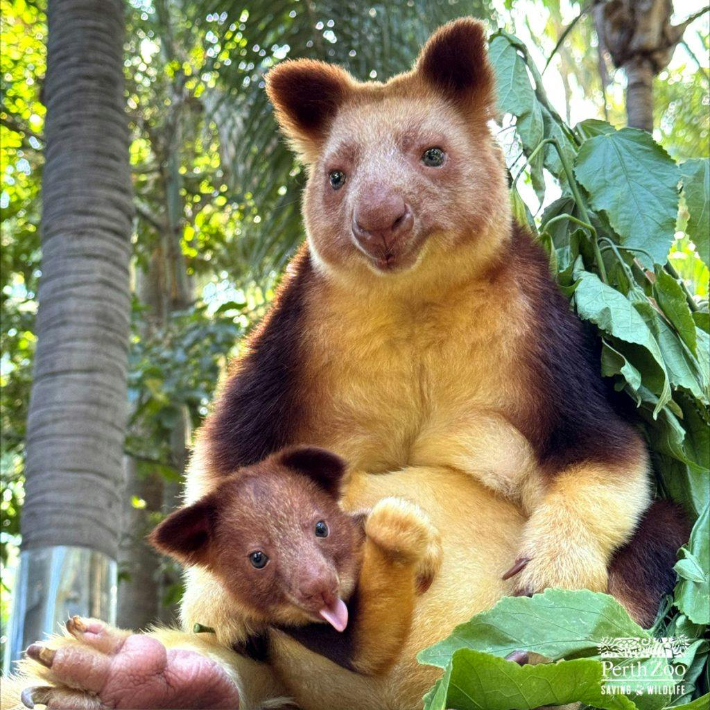 Perth Zoo Baby Boom Goodfellows Tree Kangaroo