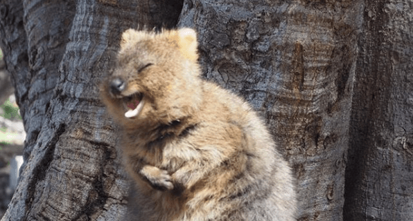 10 Photos Of Smiling Quokkas To Help Brighten Your Day - Perth Is Ok