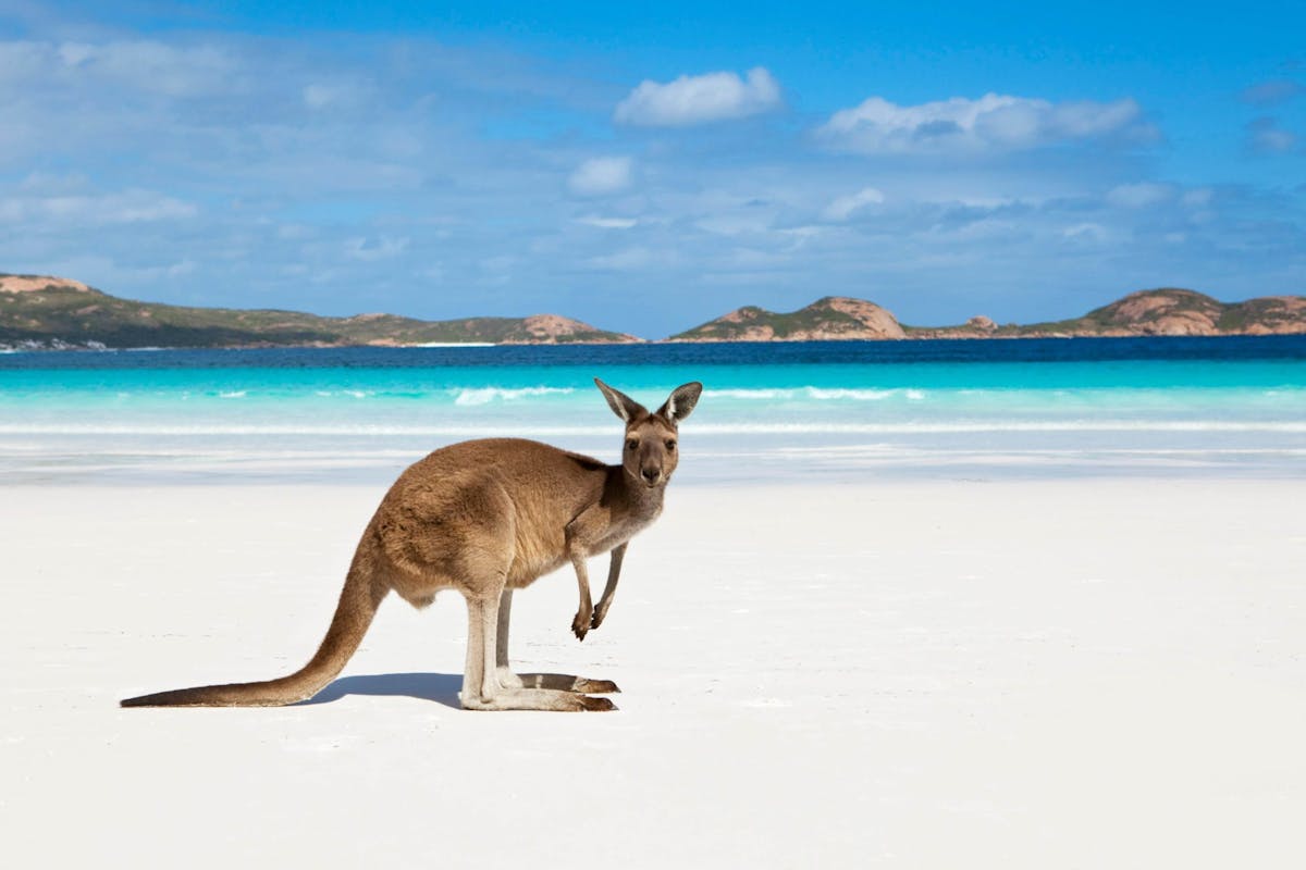 can you take dogs to lucky bay