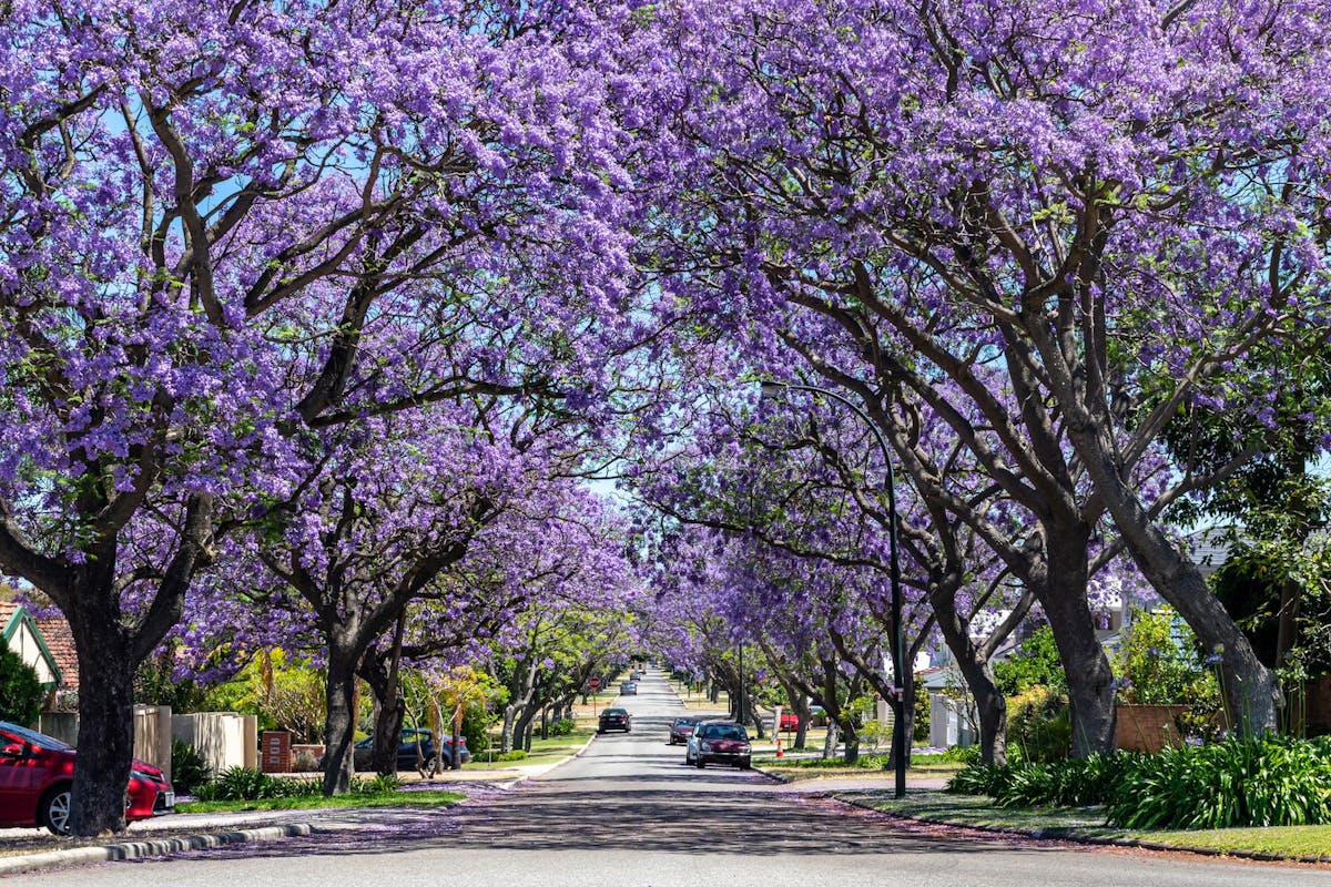 10 Of The Best Places To See The Jacarandas Around Perth - Perth Is OK!